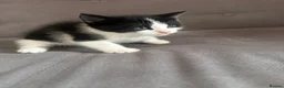 Domestic Shorthair cats for sale: 🐱 Lovely Kittens Looking for Their Forever Homes  - Advert 2