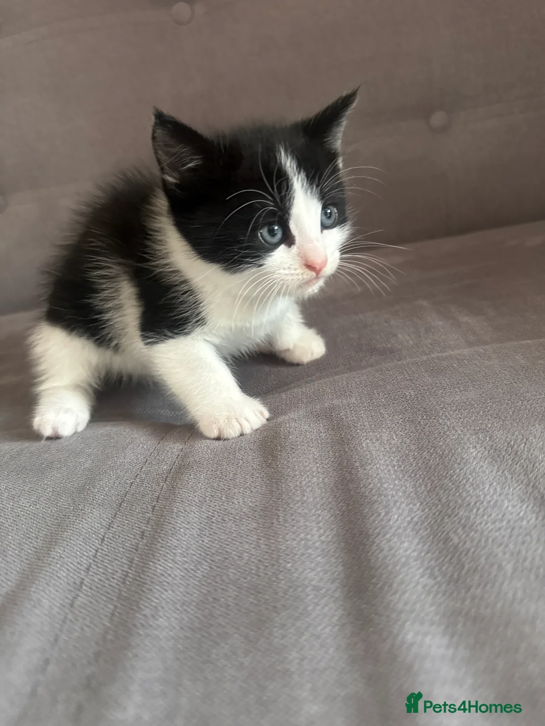 Domestic Shorthair cats for sale: 🐱 Lovely Kittens Looking for Their Forever Homes  - Advert 2
