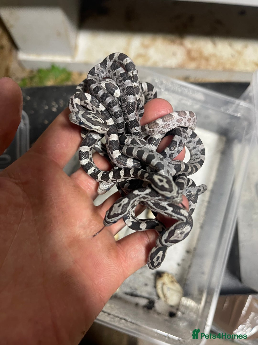 Snake reptiles for sale: Various snakes for sale - Advert 3