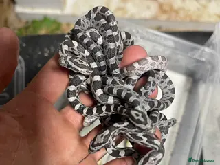 Snake reptiles Various snakes for sale - Advert 12