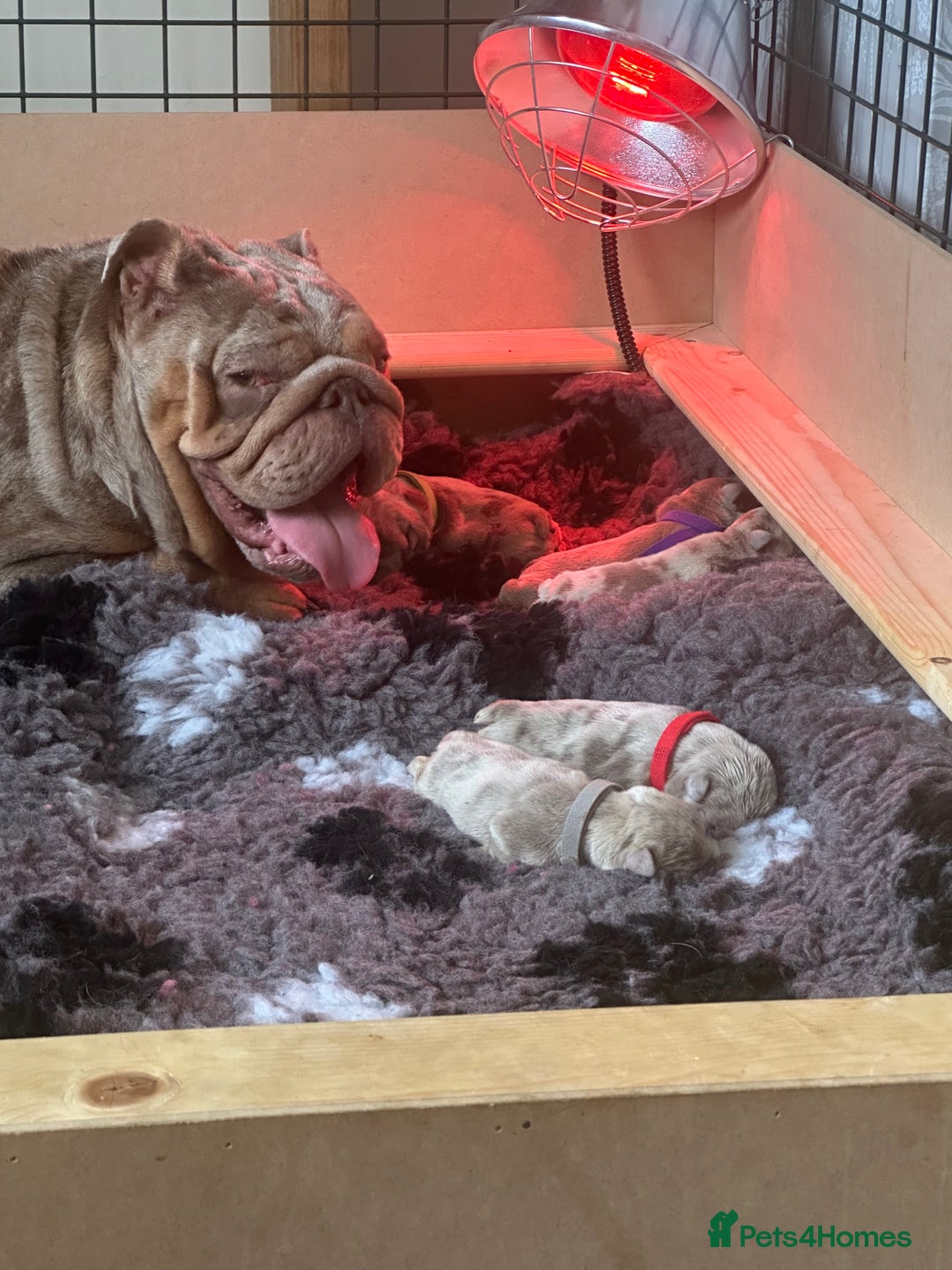 English Bulldog dogs for sale: English bulldog puppies - Image 4