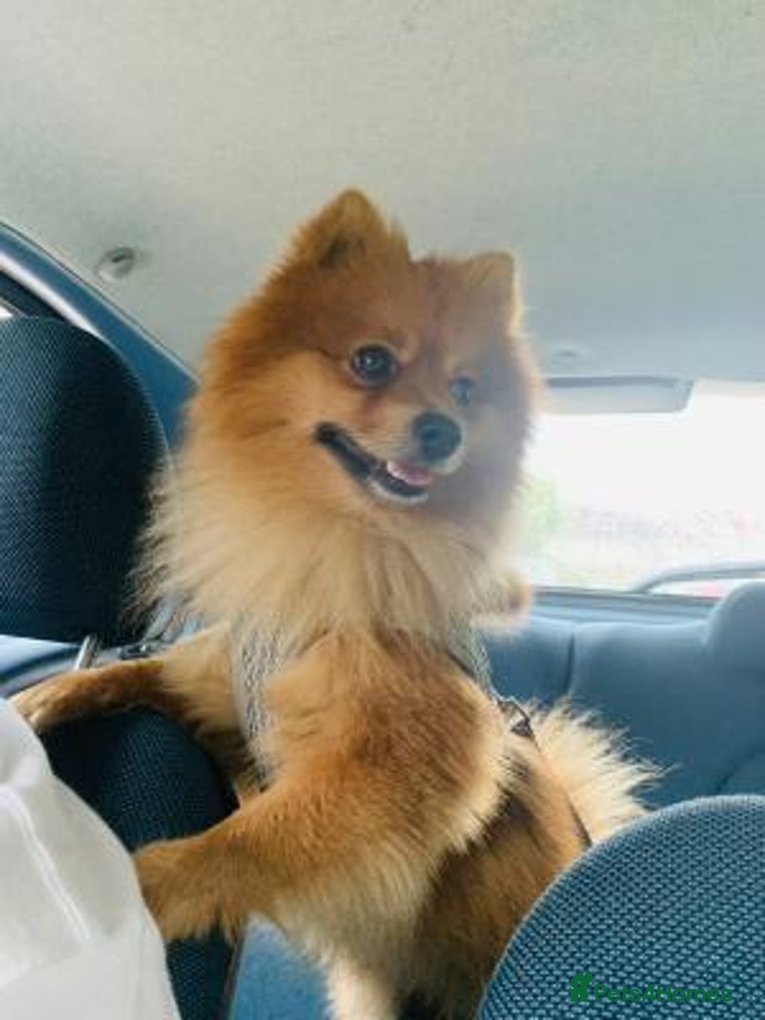 Pomeranian dogs for sale: loyal companion Pomeranian male - Advert 4