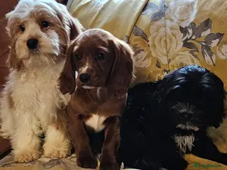 Mixed Breed dogs Lovely poodle x cockalier puppies for sale - Advert 2