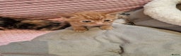 Mixed Breed cats for sale: Cute Ginger Boy ! - Advert 17