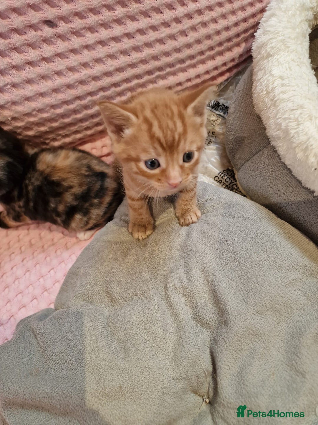 Mixed Breed cats for sale: Cute Ginger Boy ! - Advert 17