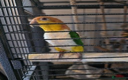 Parrots birds for sale: Handreared Yellow Thighed Caique - Image 6