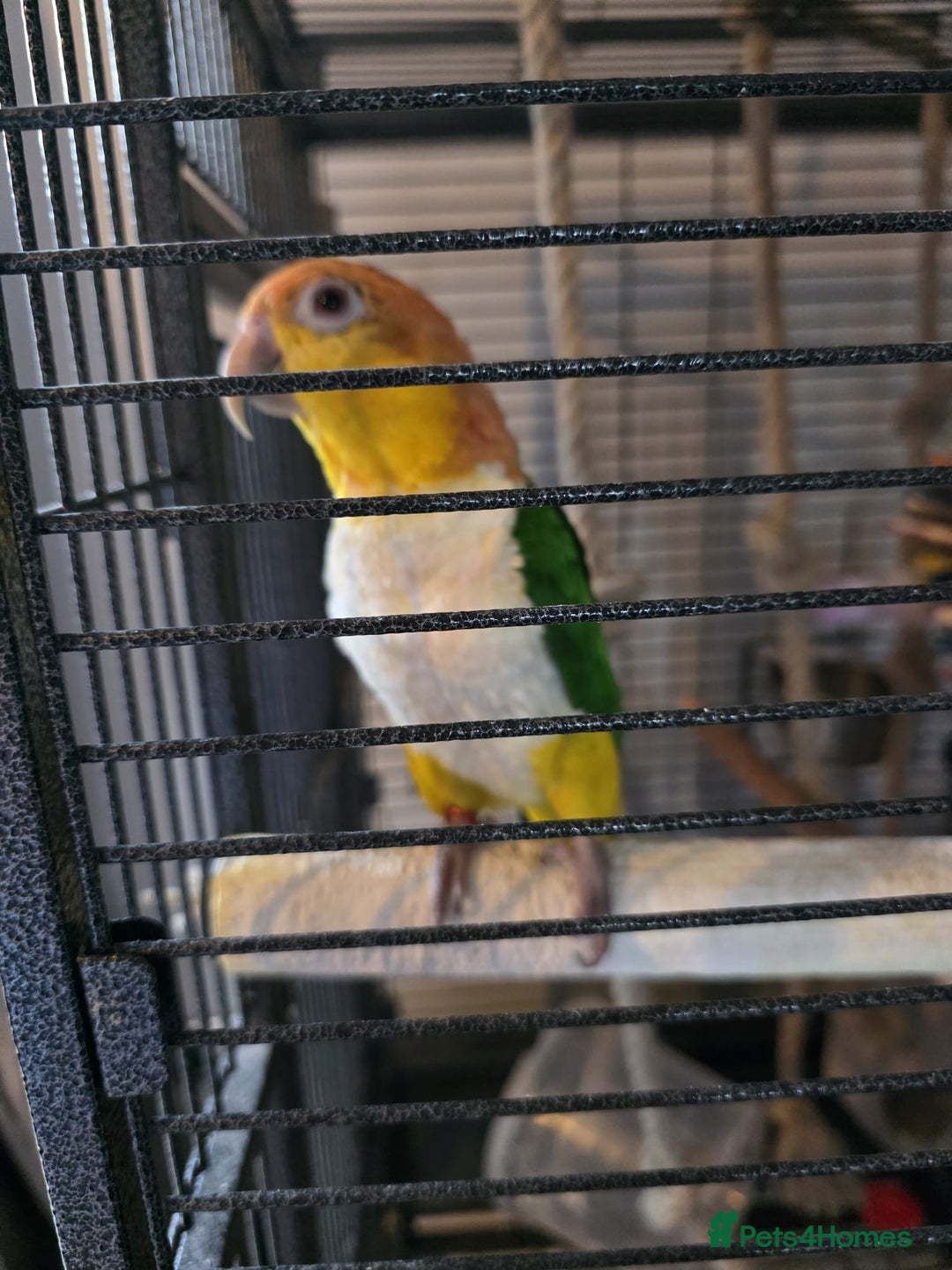Parrots birds for sale: Handreared Yellow Thighed Caique - Image 6