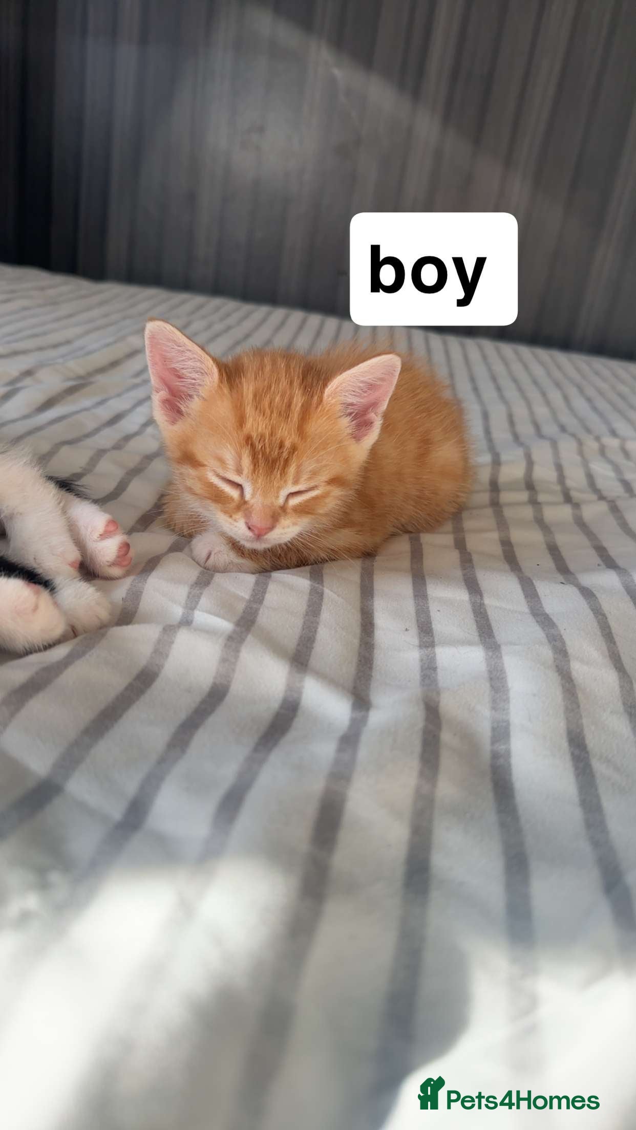 Mixed Breed cats Lovely litter of 6 beautiful kittens - Advert 1