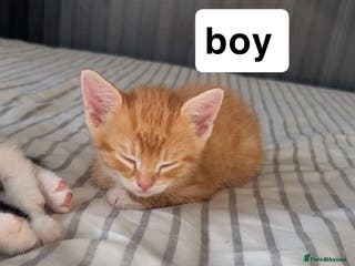 Mixed Breed cats Lovely litter of 6 beautiful kittens - Advert 2