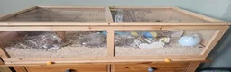 Hamster rodents for sale: 2 hamsters with seperate enclosures in Nelson - Advert 3