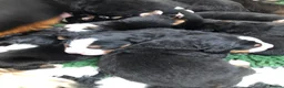 Bernese Mountain Dog dogs for sale: Stunning Bernese mountain puppies - Advert 7