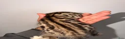 Bengal cats for sale: Stunning bengals for sell, 3 Males, 1 Female - Advert 14