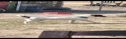 Jack Russell dogs for sale: Jack Russell  puppys   - Advert 2
