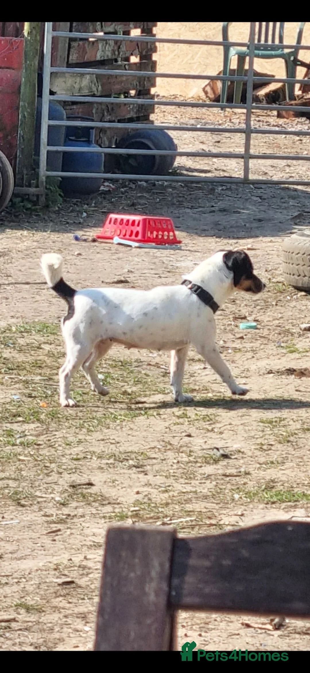 Jack Russell dogs for sale: Jack Russell  puppys   - Advert 2