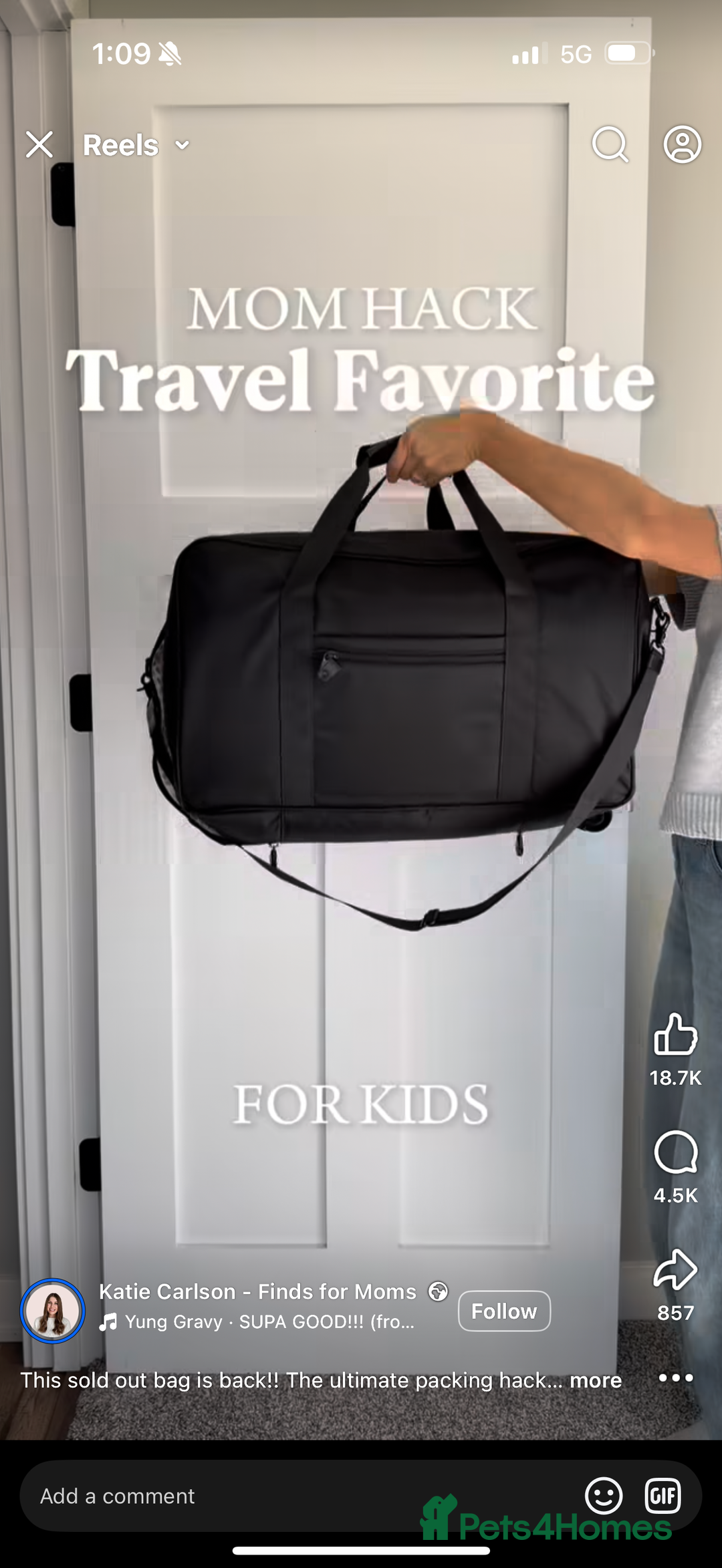 Border Terrier dogs for sale: Beautiful boarder terrier  - Advert 6