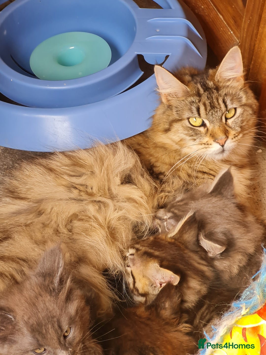 Maine Coon cats for sale: Mainecoon female - Advert 6