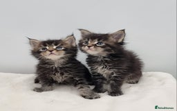 Maine Coon cats for sale: Pedigree GCCF Maine Coon Kitten available  - Image 37