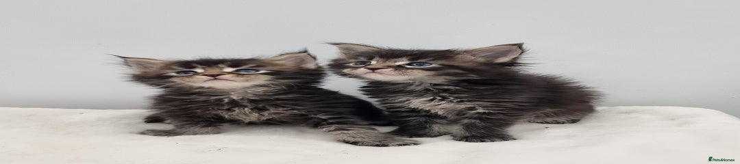 Brown tabby male 