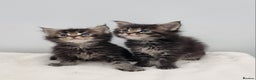 Maine Coon cats for sale: Pedigree GCCF Maine Coon Kitten available  - Advert 37