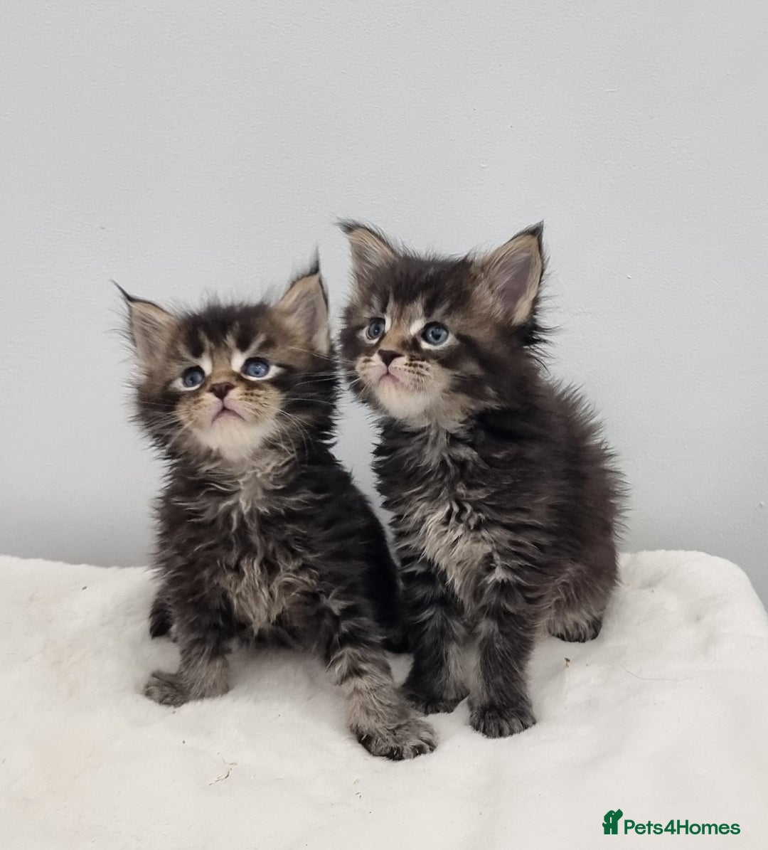 Maine Coon cats for sale: Pedigree GCCF Maine Coon Kitten available  - Image 37