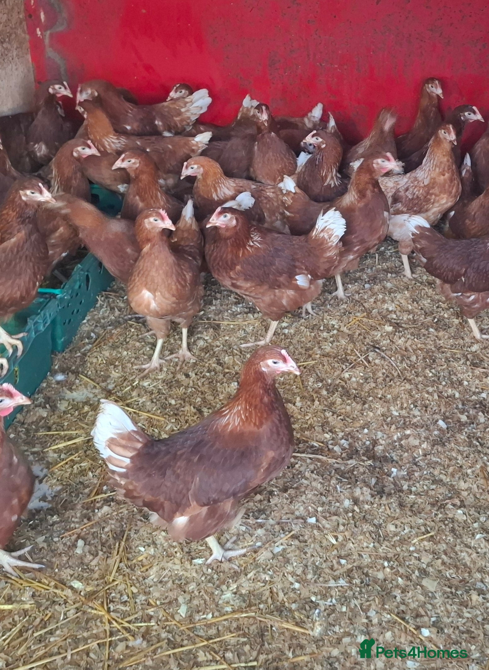 Chickens poultry Point of lay pullets  - Advert 1