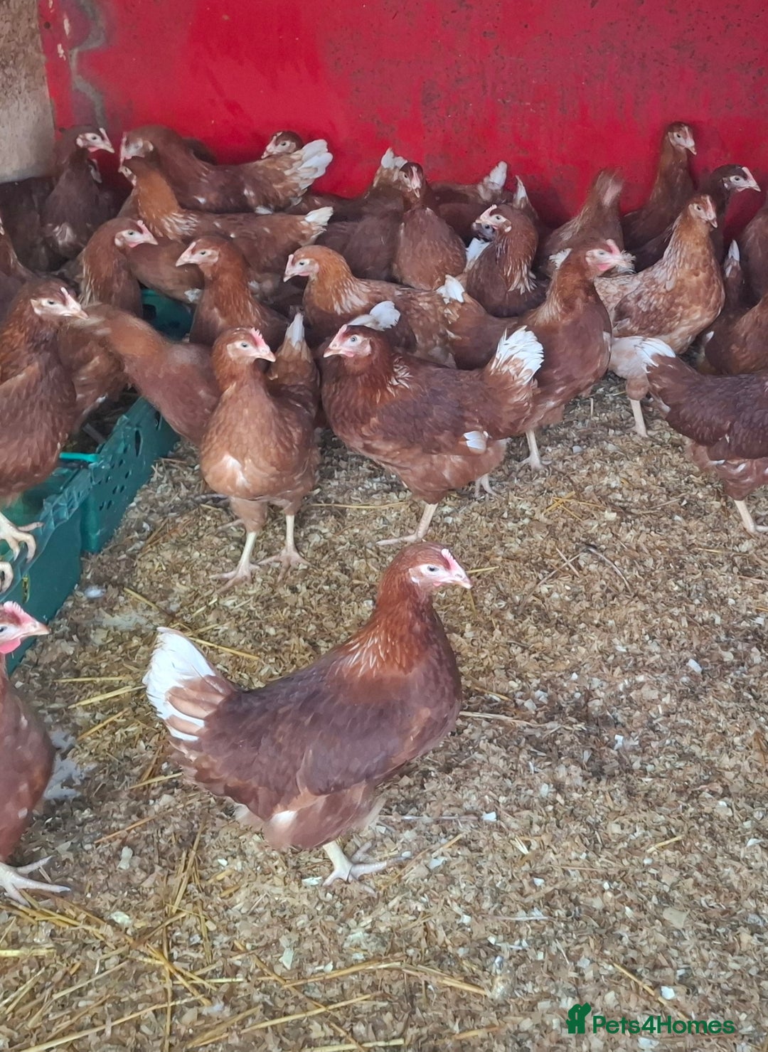 Chickens poultry for sale: Point of lay pullets  - Advert 1