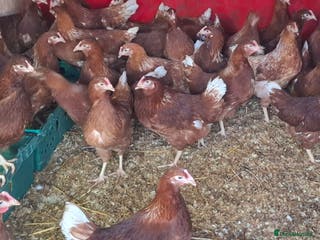 Chickens poultry Point of lay pullets - Advert 23