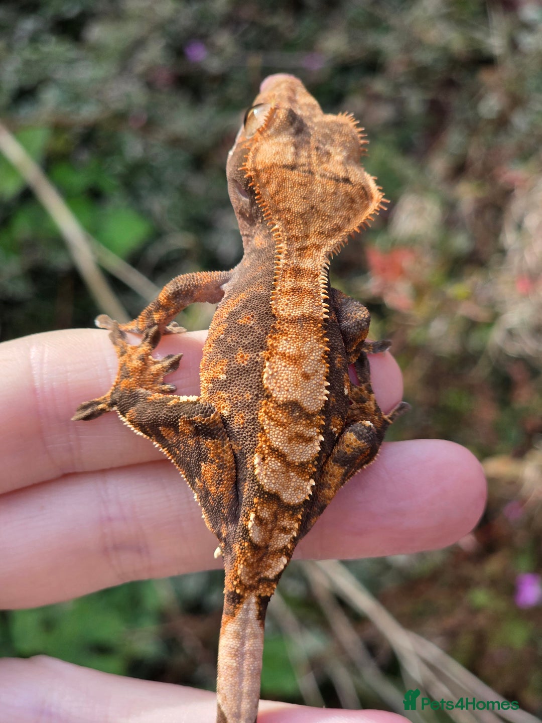 Gecko reptiles for sale: Crested geckos - Advert 5