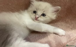 Siberian cats for sale: Siberian Neva masquerade kittens  - Image 10