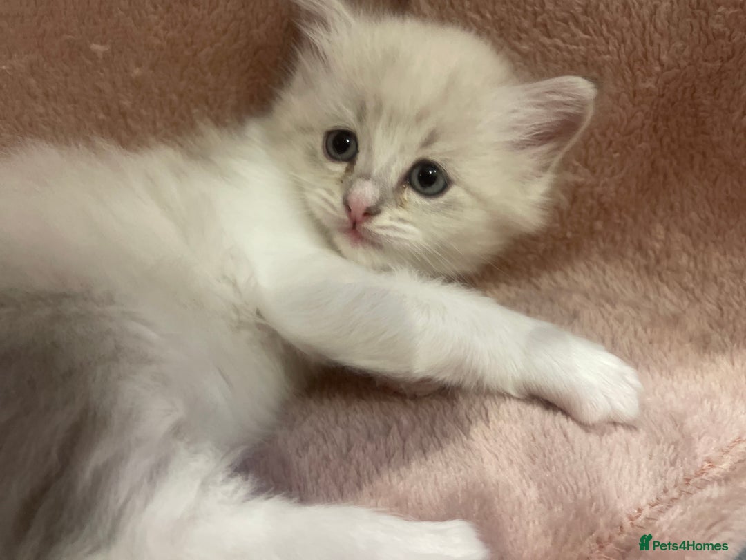 Siberian cats for sale: Siberian Neva masquerade kittens  - Image 10