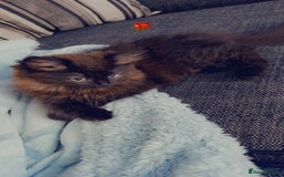 Persian cats for sale: Black long hair  - Image 1