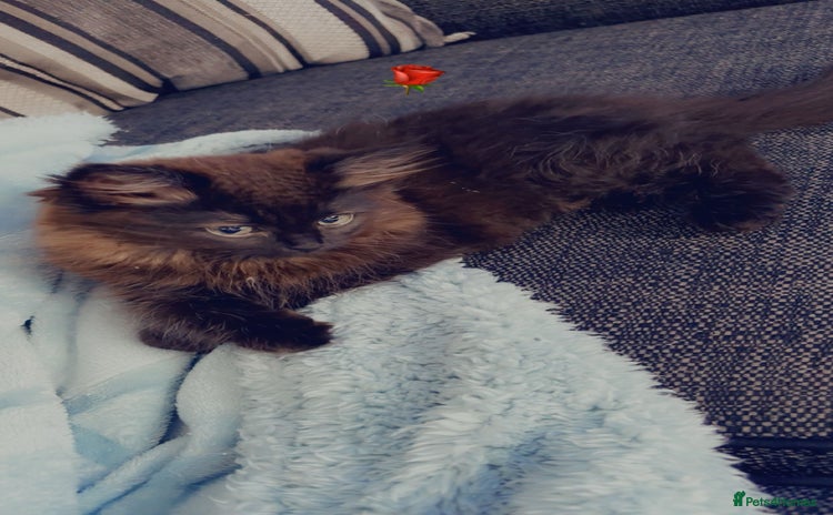 Persian cats - Advert 3