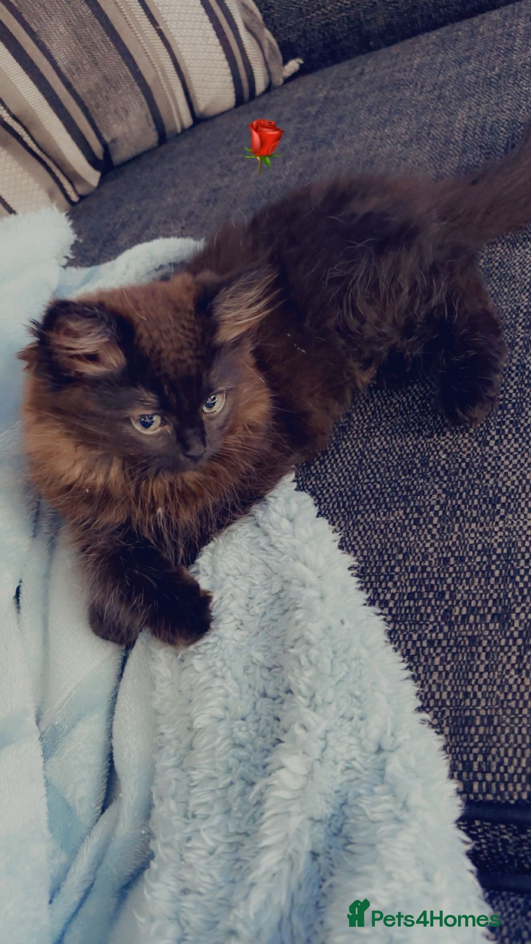 Persian cats for sale: Black long hair  - Image 1