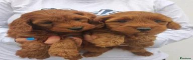 Cavapoo Puppy 1