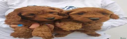 Cavapoo dogs for sale: Health tested Red Cavapoo puppies - Advert 2