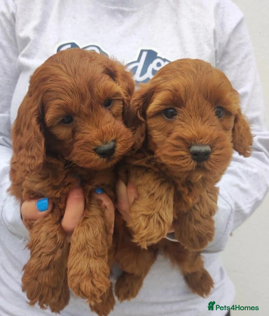 Cavapoo dogs for sale: Health tested Red Cavapoo puppies - Advert 2