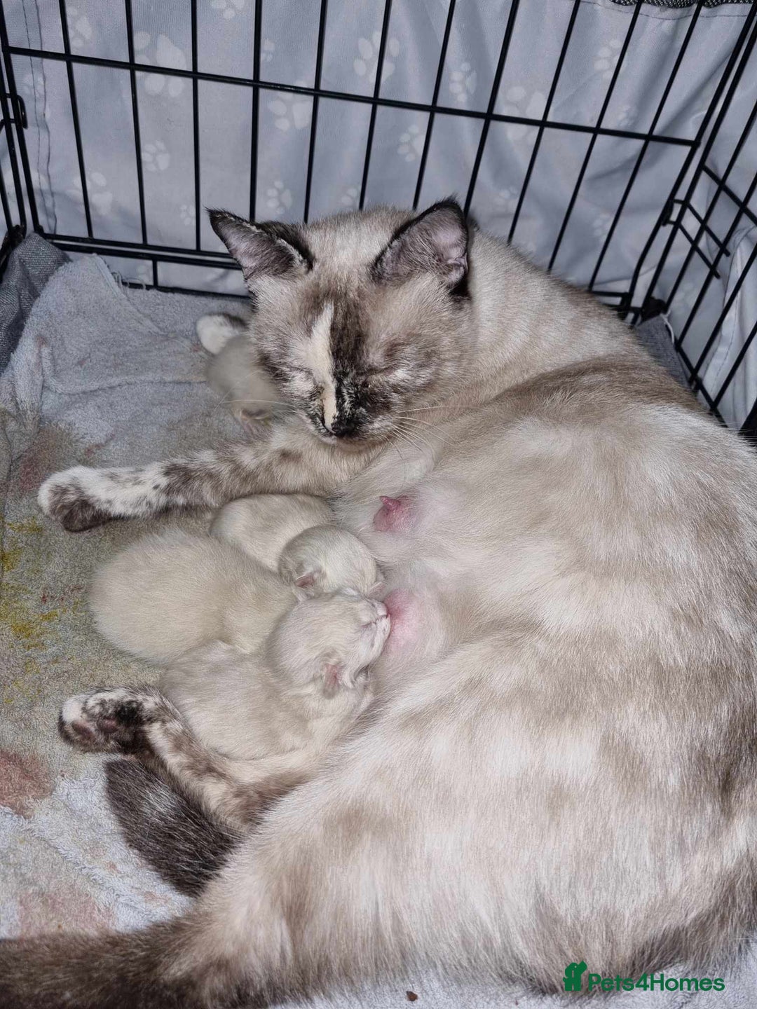 Siamese cats for sale: Flame point siamese  - Advert 3