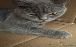 British Shorthair cats for sale: Last charming British shorthairKitten Available - Image 8