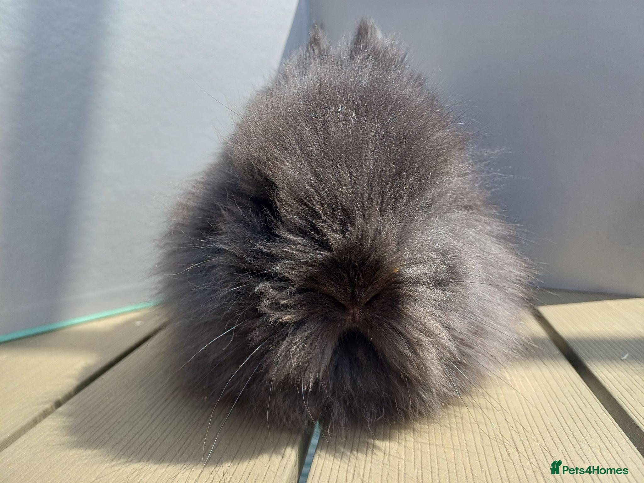 Lionhead rabbits Last 2 lionhead boys. 8wks old (ready) - Advert 2