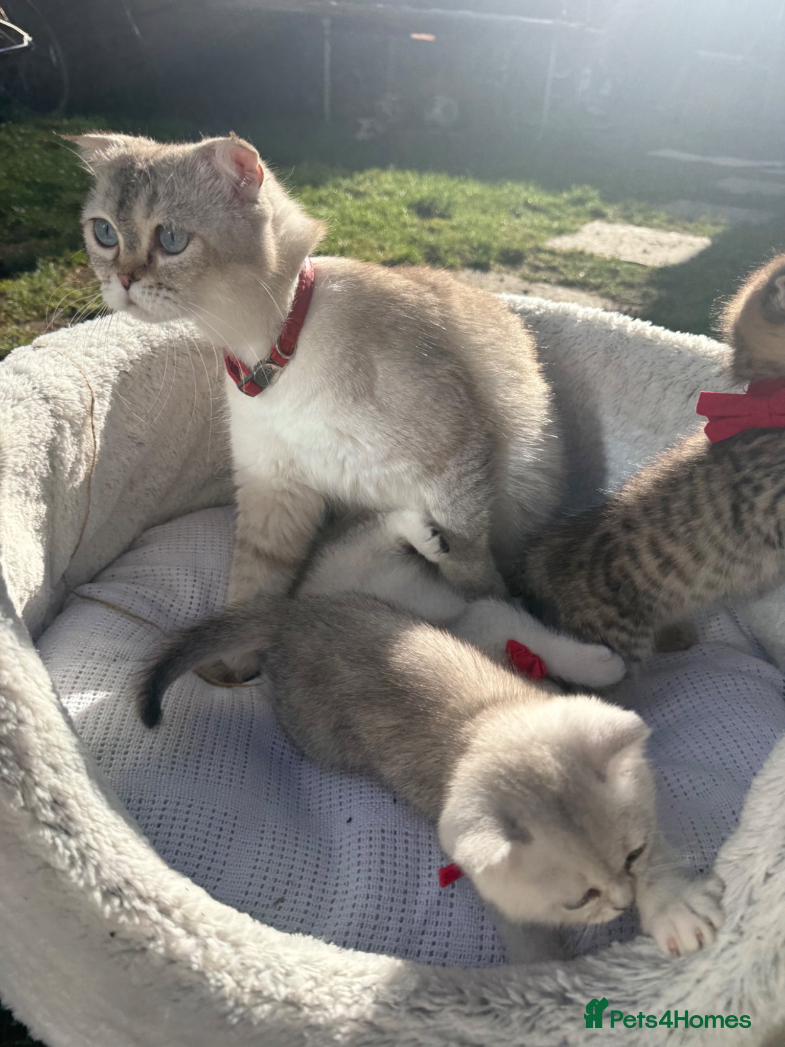 Scottish Fold cats for sale: Scottish Fold - Advert 1