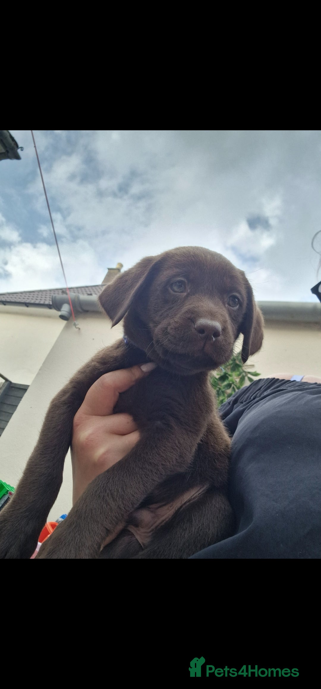Labrador Retriever dogs for sale: KC REGISTERED CHOCOLATE LABRADOR  - Image 21