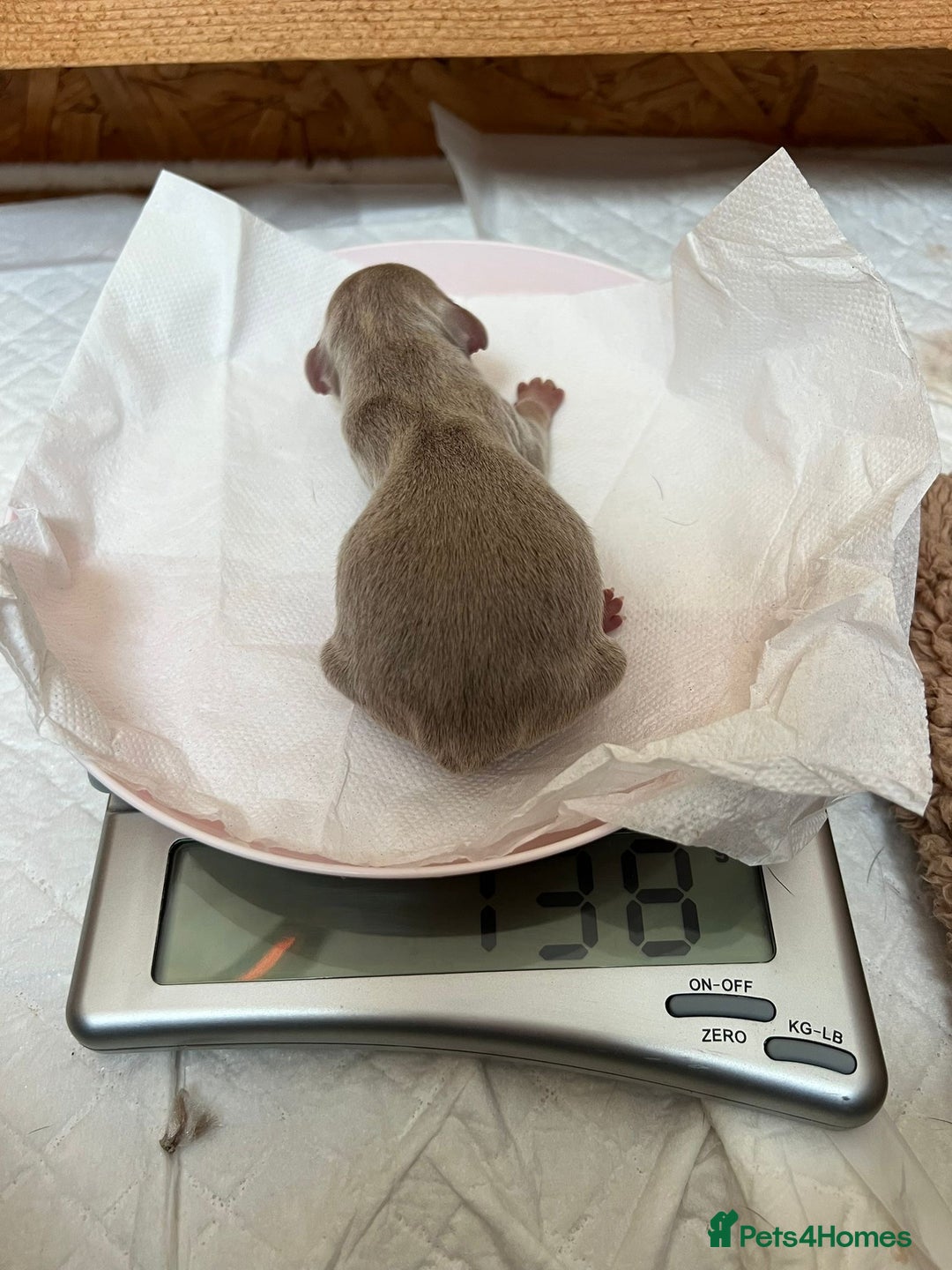 Mixed Breed dogs for sale: Sweet dachshund/ frenchie - Advert 6