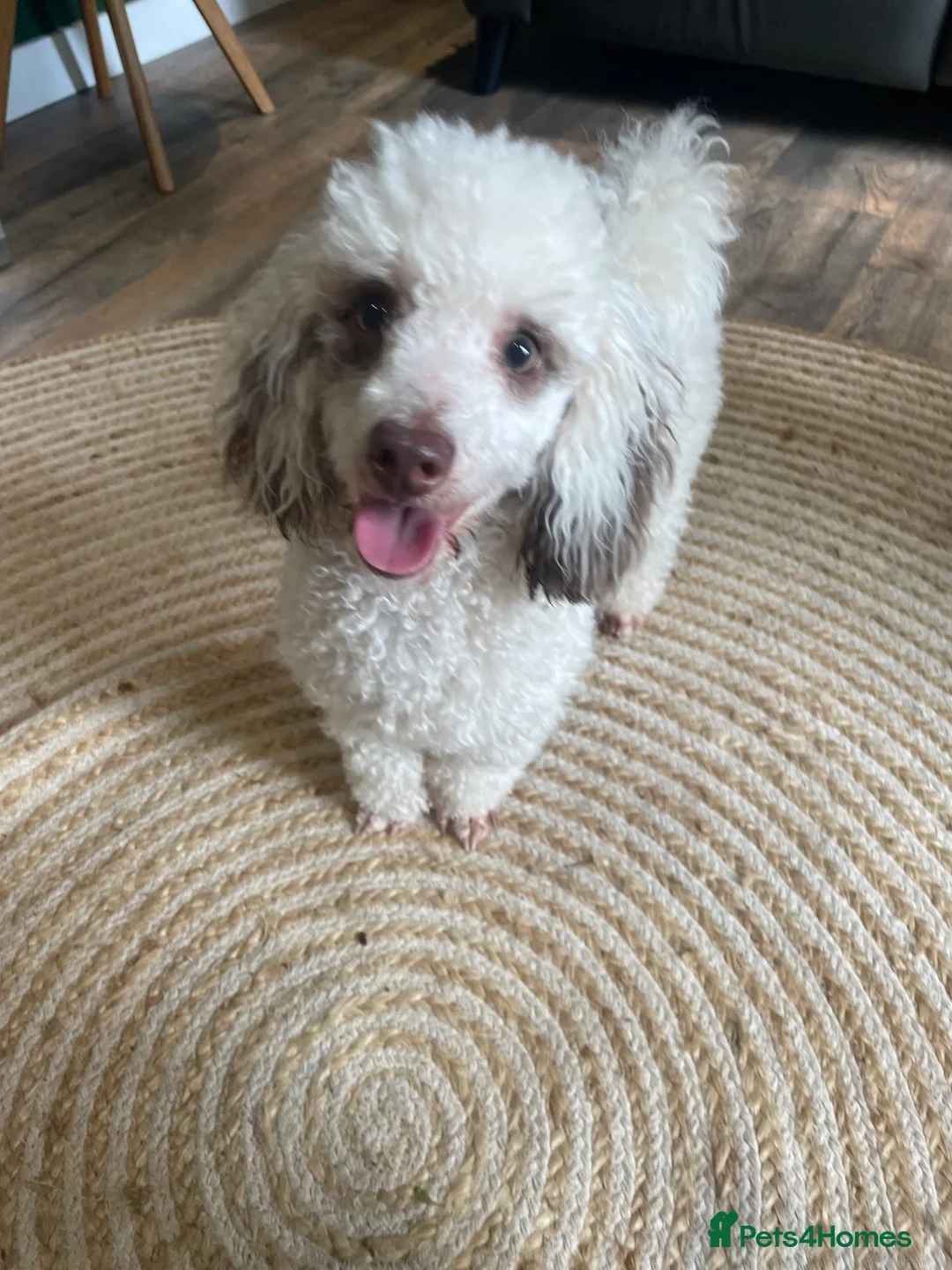 Toy Poodle dogs for stud: Stunning playful Parti Toy Poodle at Stud in Cannock - Advert 6