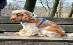 Cocker Spaniel dogs for stud: Orange Roan KC reg Show Cocker Spaniel Stud in Whitchurch - Image 2