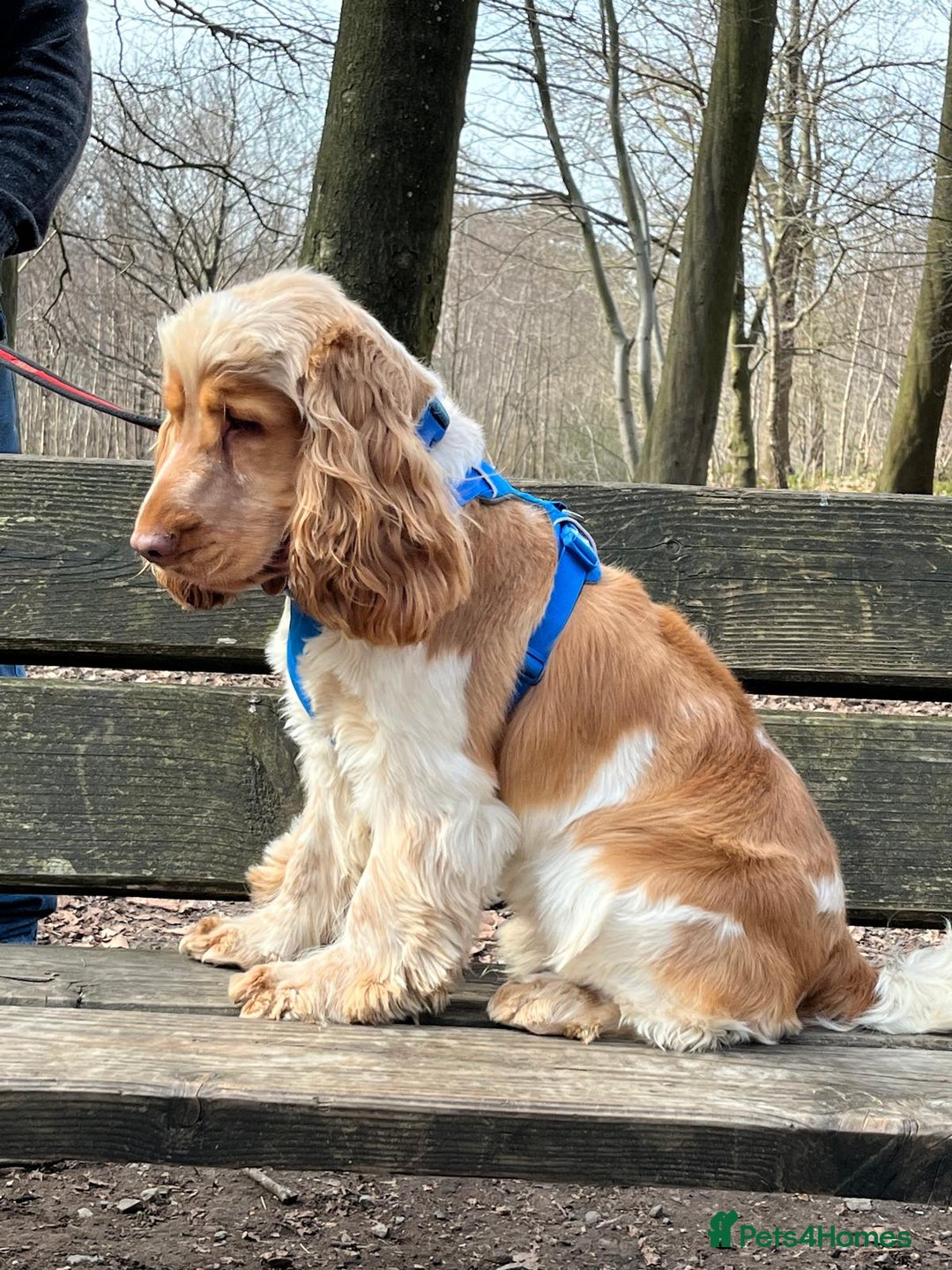 Cocker Spaniel dogs for stud: Orange Roan KC reg Show Cocker Spaniel Stud in Whitchurch - Image 2