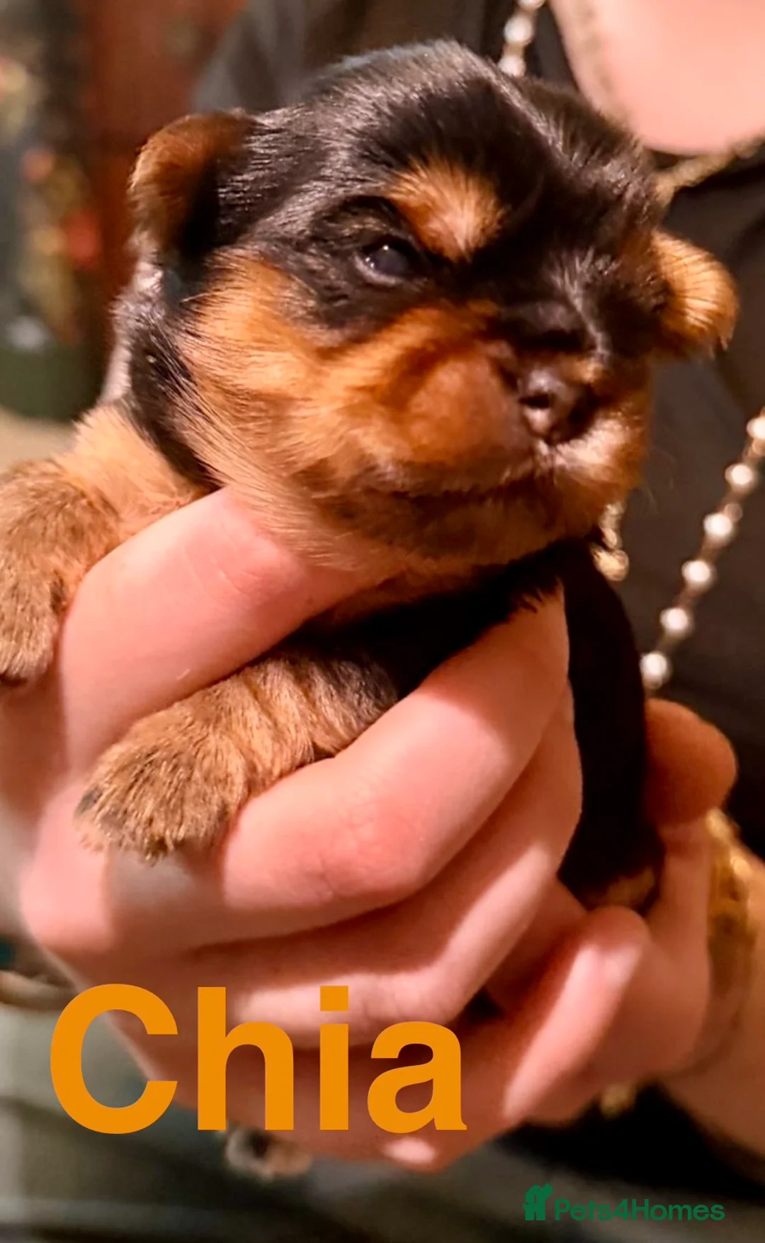 Yorkshire Terrier dogs for sale: Miniature Yorkshire Terriers - Advert 10