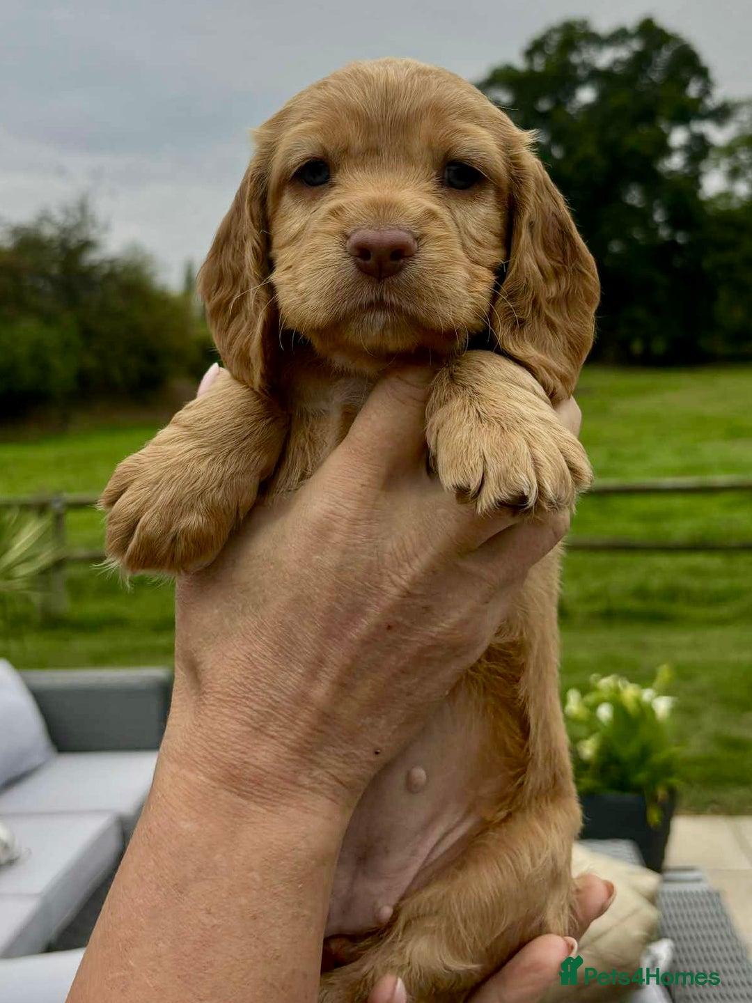 Cocker Spaniel dogs for sale: Cocker Spaniel Purebred Puppies Bitches available - Image 23