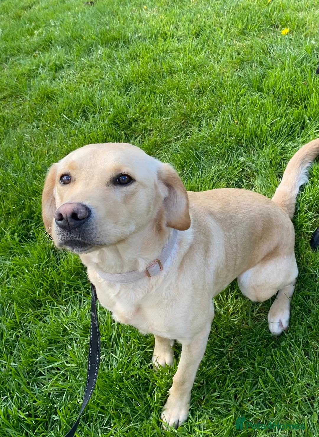 Labrador Retriever dogs for sale: Beautiful Labrador Retriever Cross Puppies - Advert 1