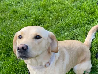 Labrador Retriever dogs Beautiful Labrador Retriever Cross Puppies - Advert 6