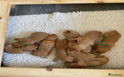 Labrador Retriever dogs for sale: Fox Red Labradors for sale in North Tawton - Image 5